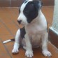 Mi Hijo Tyson
American Pitbull Terrier